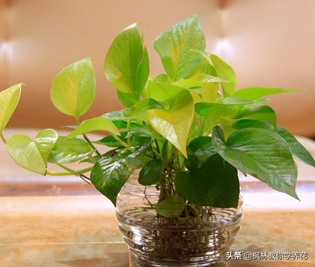 刚移栽的绿萝要天天给叶子喷水吗,绿萝长得好靠哪三种水