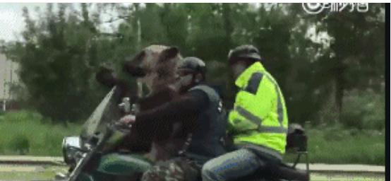 别惹我普京新传心得体会,别惹我普京新传完整版