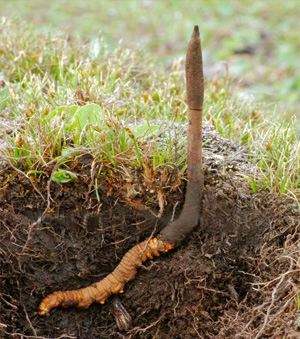 冬虫夏草西洋参吃法,虫草西洋参的最佳吃法