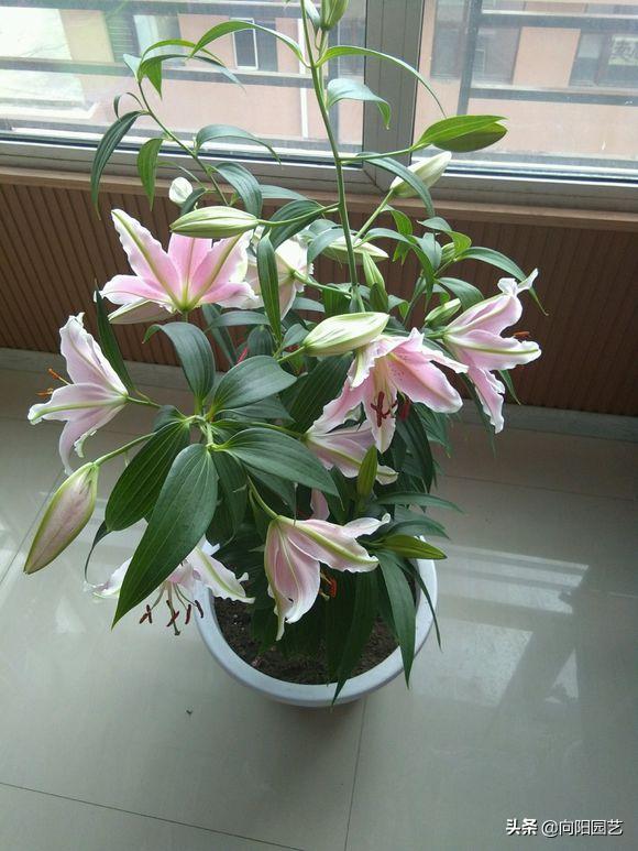 把百合种在花盆里能不能浇水,花无缺水溶肥种植百合