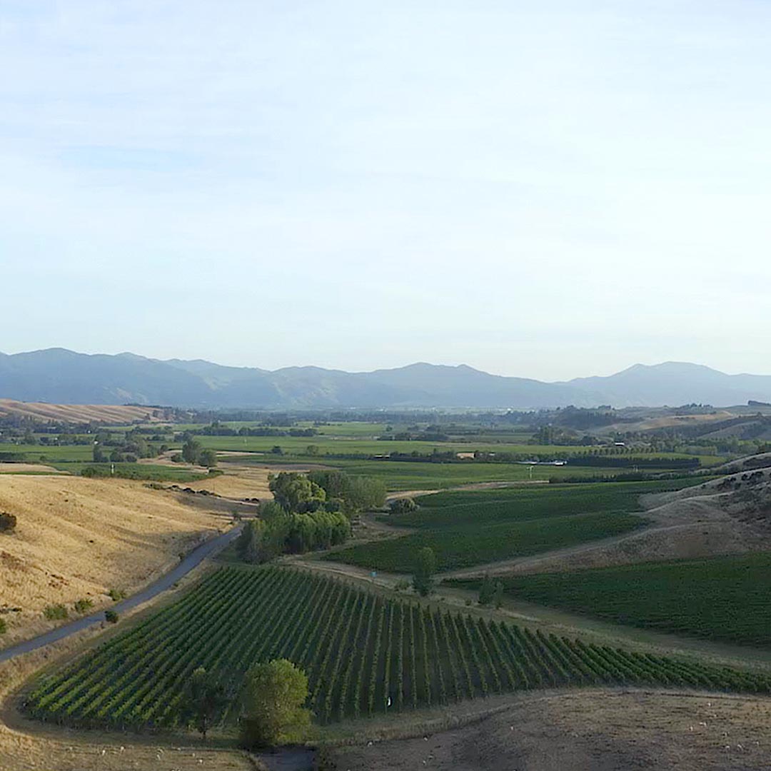 马尔堡黑皮诺,马尔堡生机勃勃长相思葡萄酒