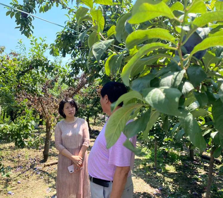 黑巨李收购价格,陕西百万苹果滞销