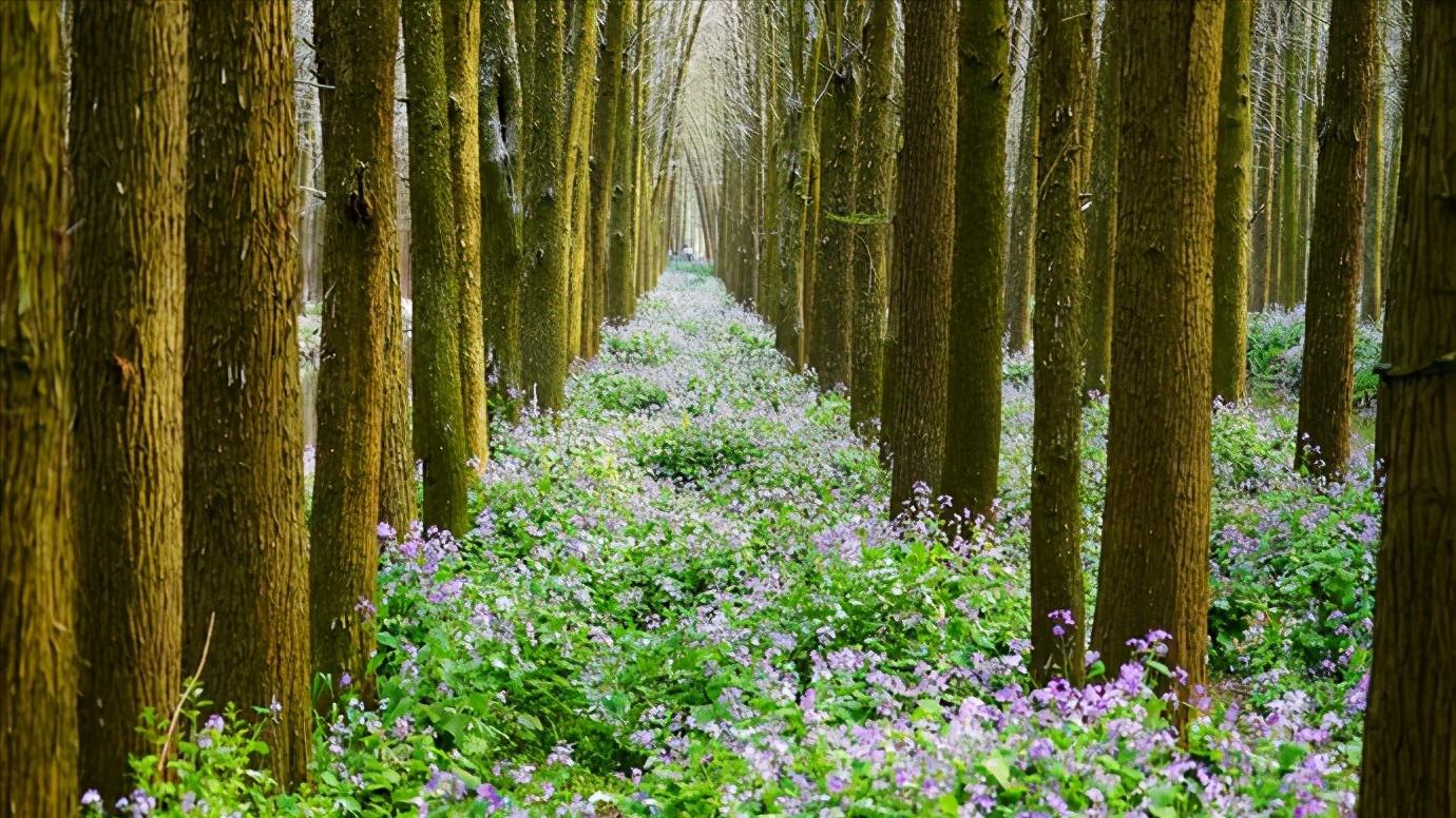 江苏省泰州市区域划分图,江苏泰州市属于华南还是华东