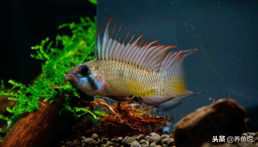 养鱼会变幸运还是倒霉,养鱼选鱼技巧和注意事项