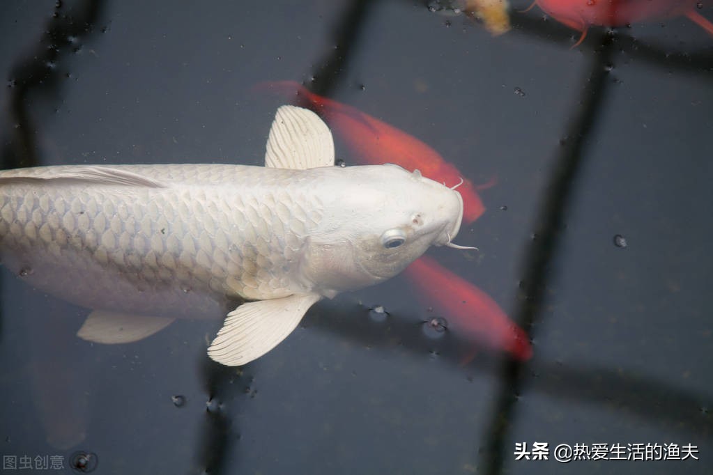 锦鲤饲养教程视频,蝴蝶锦鲤饲养技巧
