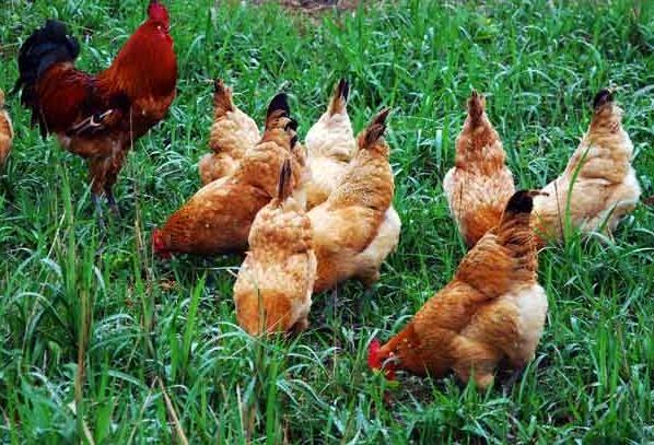 散养土鸡不产蛋妙招,家养土鸡下蛋少怎么办