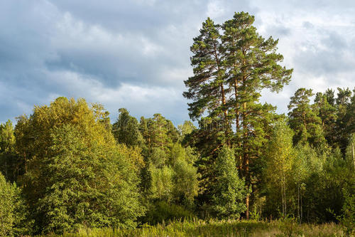 地球古老植物有哪些,地球最古老的植物