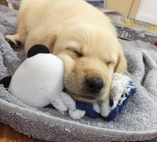 如何判断狗狗是否生病教你几招,狗狗生病的几种症状以及治疗方法