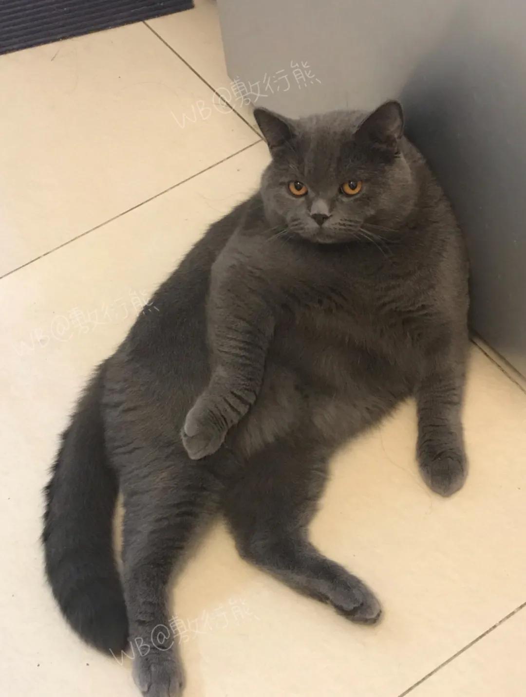 可怜的猫咪是怎么被整惨,这只猫被网友整成什么样了