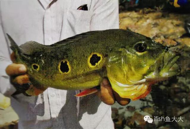 大型鱼观赏性,大型三间鱼