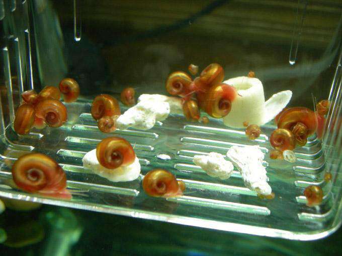 怎么养苹果螺可以快速爆缸,草缸里苹果螺一般养多少