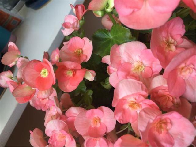 丽格海棠花谢后还能接着开花吗,丽格海棠光长新芽不开花是为什么