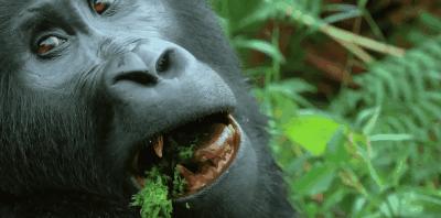 豆瓣9.8分悬疑大片,窥探电视剧豆瓣评分