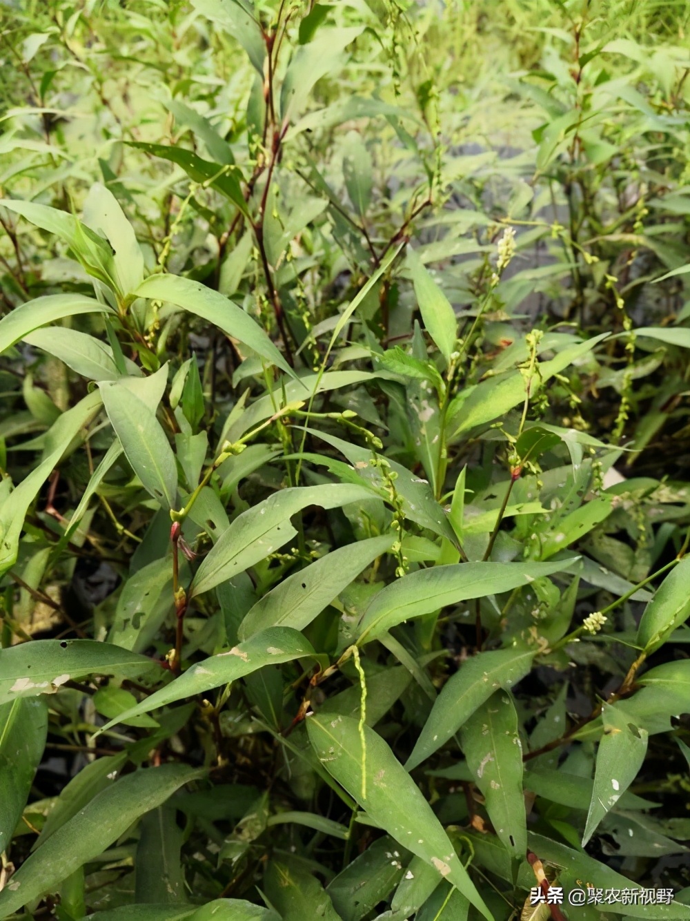 辣蓼草酒曲可以做豆豉吗,冬天采摘的辣蓼草可以做酒曲吗