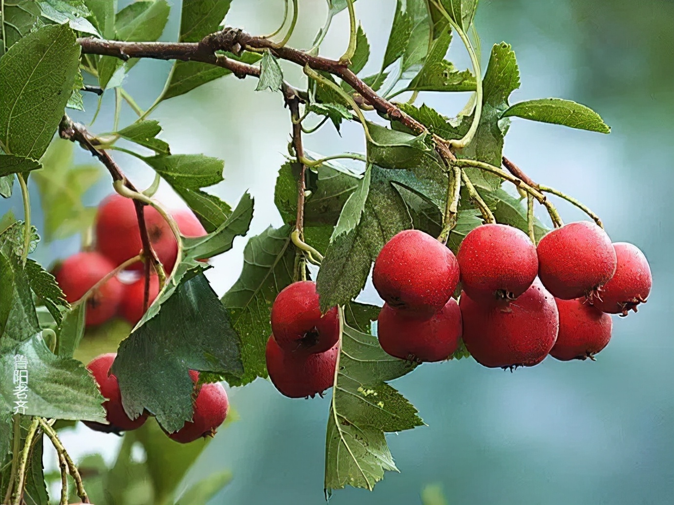 如何快速去除口臭牙黄,你有口臭怎么办
