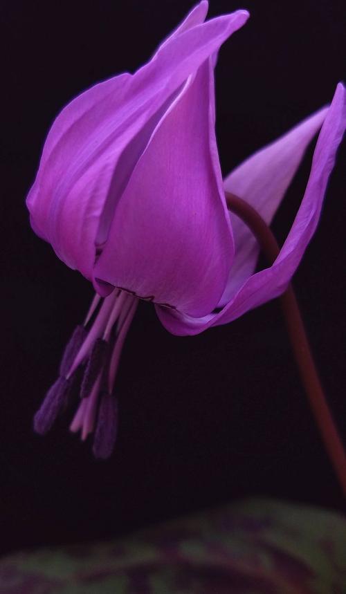 你知道郁金香吗,郁金香百合科