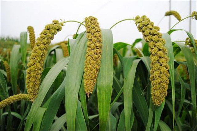 谷子生产技术指南,谷子机械化种植全过程视频