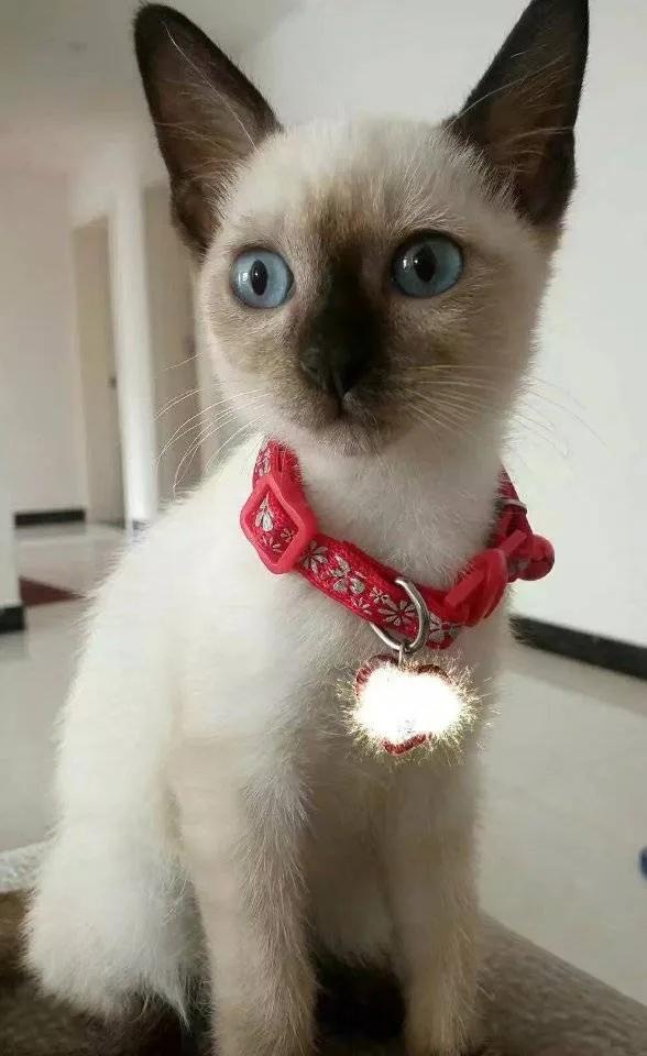 暹罗糊了是不是就不会白回来了,怎么看暹罗长大不会糊