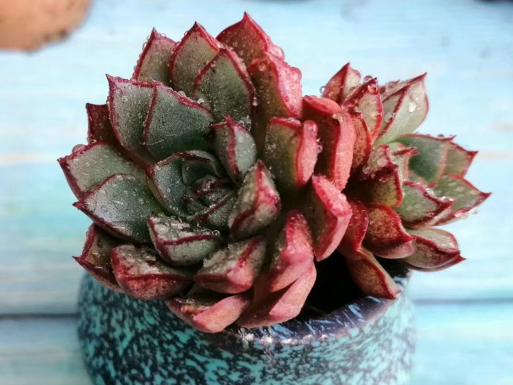 多肉浇水后叶片发软是怎么回事,刚栽的多肉叶片发软怎么办