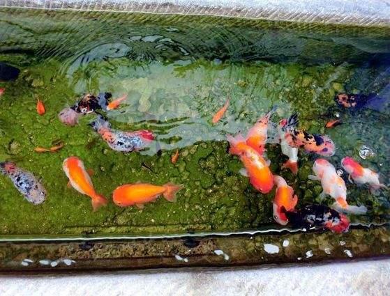 没有本事调理好鱼缸的水质，也不要把责任都推到硝化细菌的身上