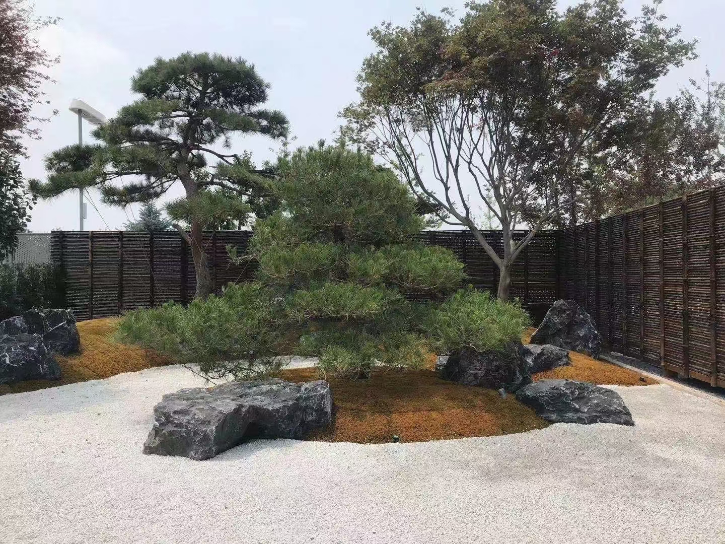 家里院子适合放什么盆栽,家里院子放什么好看