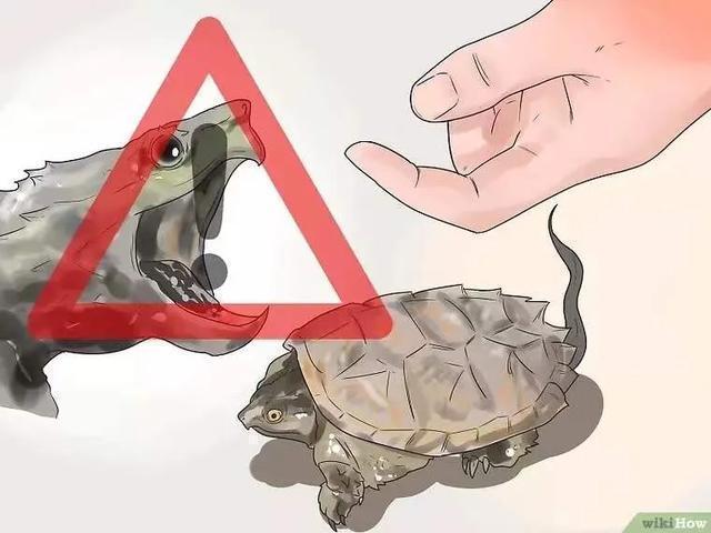 龟怎样才算认可主人,怎么增加和龟的互动性