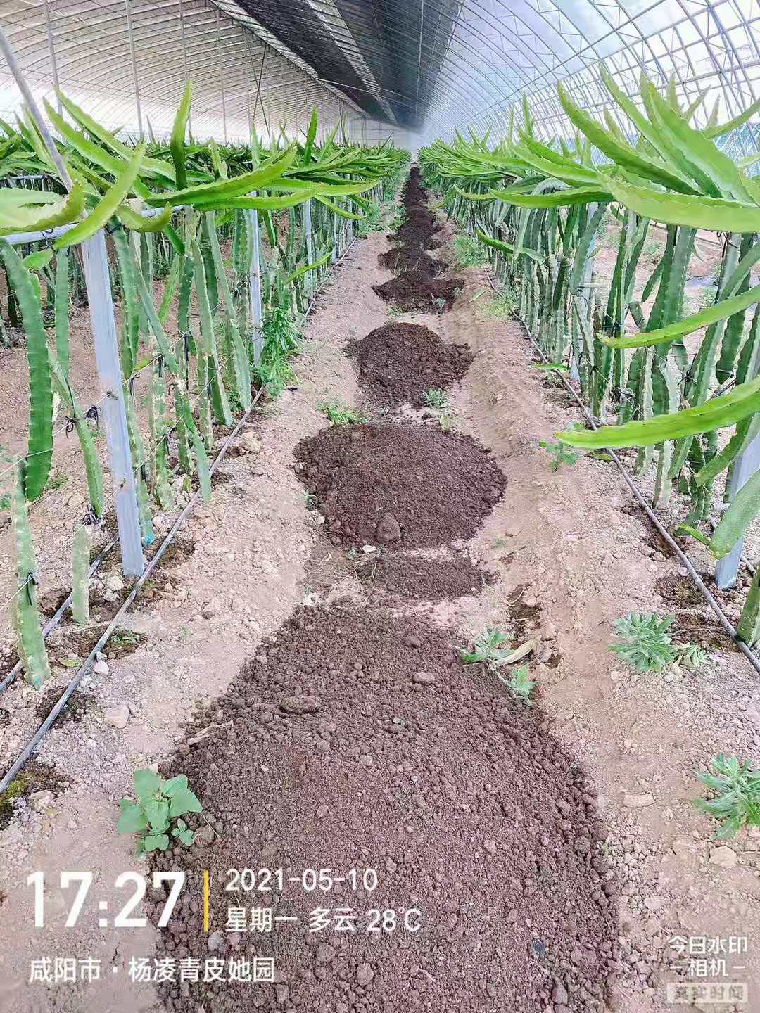 青皮红肉火龙果开花是怎么样,杨凌青皮花园火龙果基地