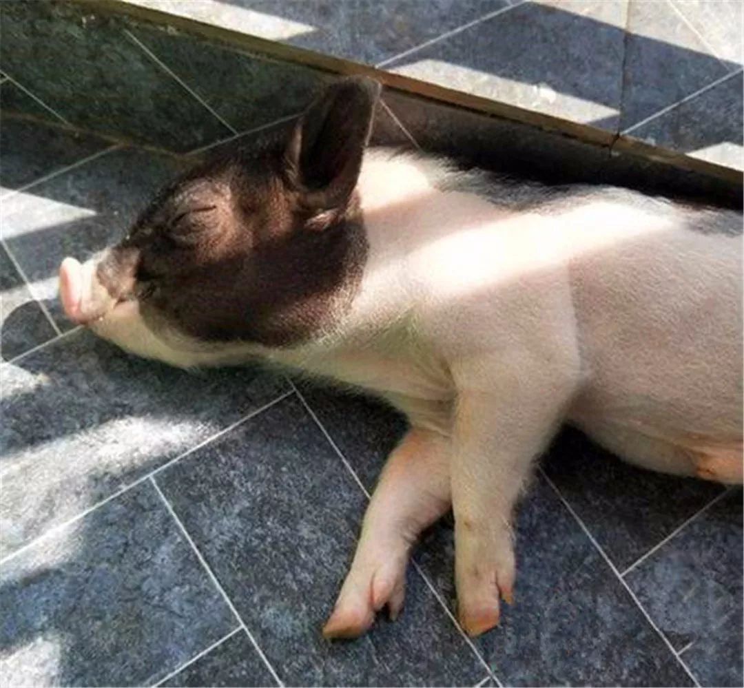 宿管查宿舍猫咪藏哪,宿管阿姨查寝看见猫咪