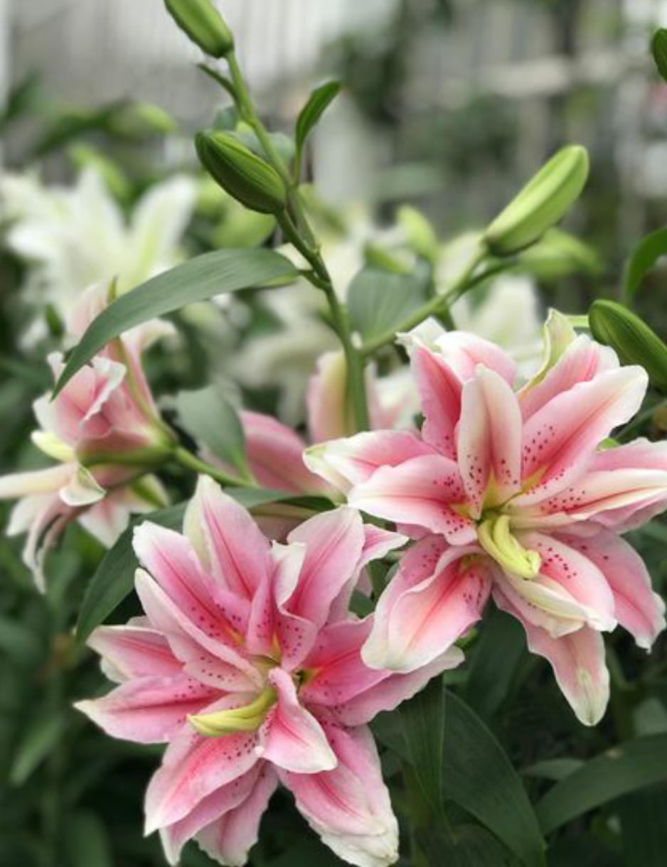 百合花怎么养才能使它开花不长高,百合花怎么养花期长得快