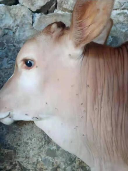 牛得了牛结节病用什么疫苗,牛结节病传染牛吗