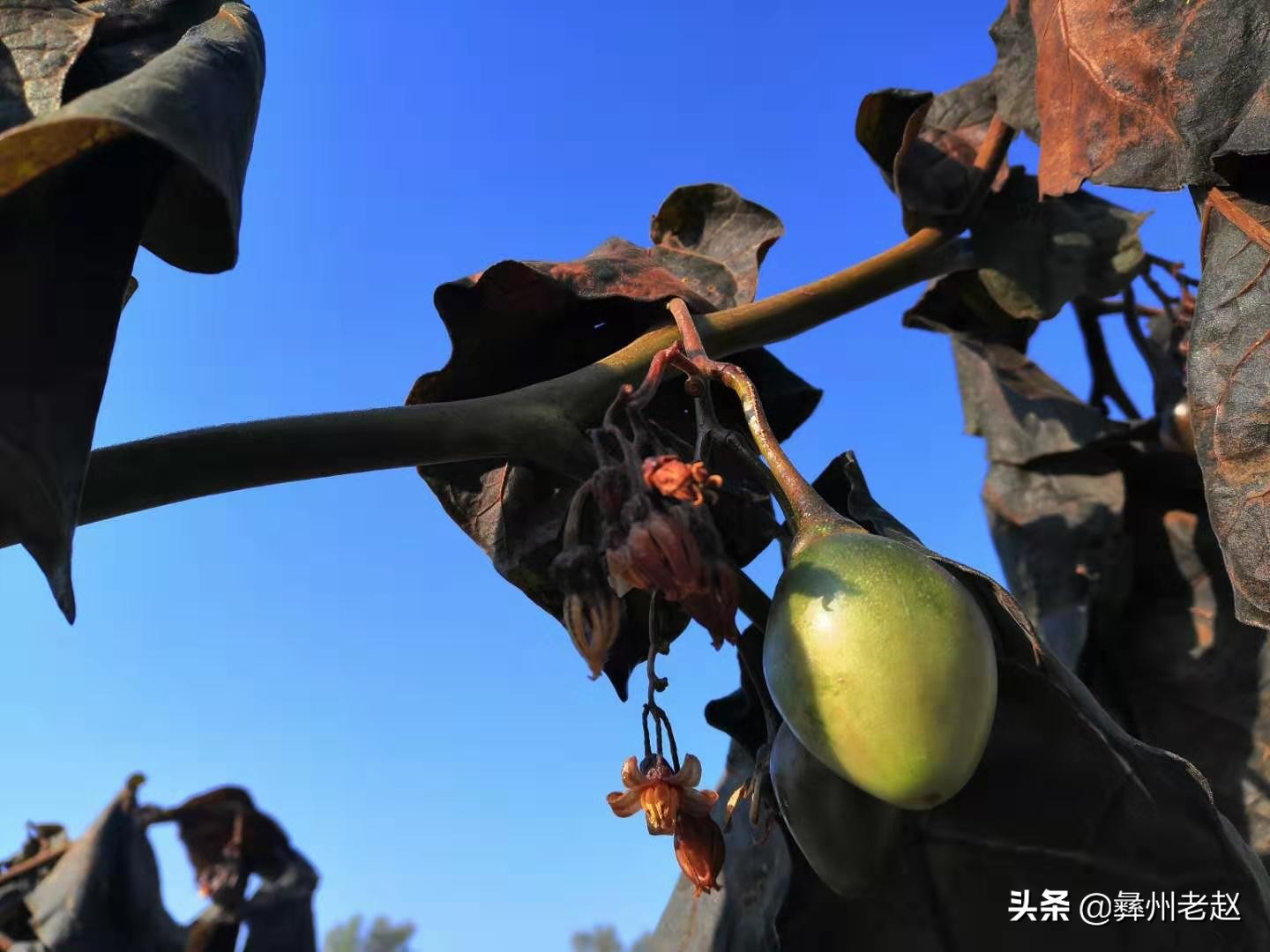 露天种植番茄如何预防霜冻,如何防止果树受冻