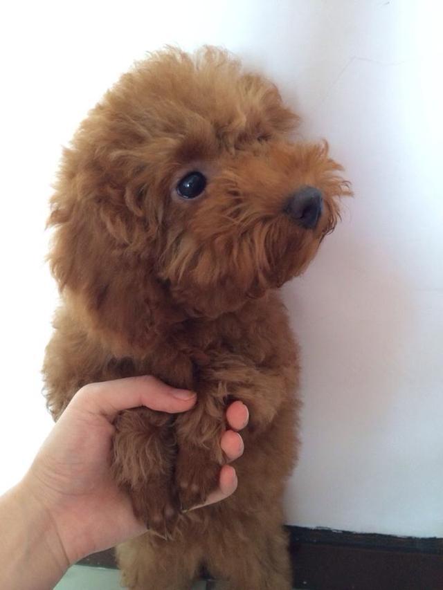 狗狗这些奇葩行为的含义,狗狗的奇怪举动正常5个表现