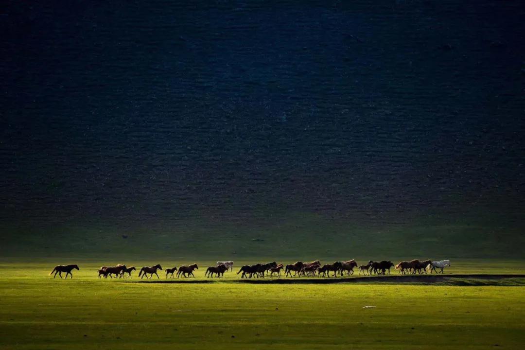 呼伦贝尔大草原天蓝草绿,呼伦贝尔蓝天白云牛羊成群