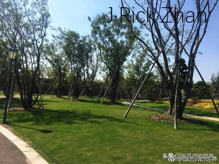 高尔夫果岭草坪家庭院子种植,麦冬草坪种植方法和注意事项