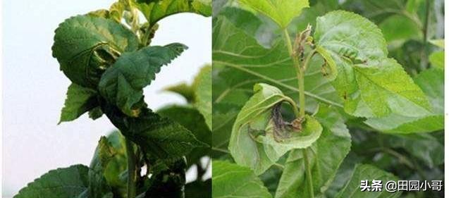 桑树春季卷叶病的防治,桑树烂头什么时间防治为好