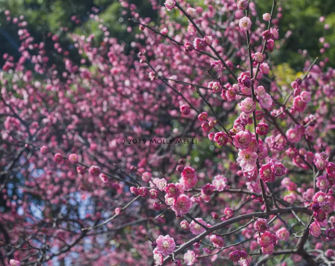 康泰时f2镜头评测,康泰时contaxg21f2.8镜头