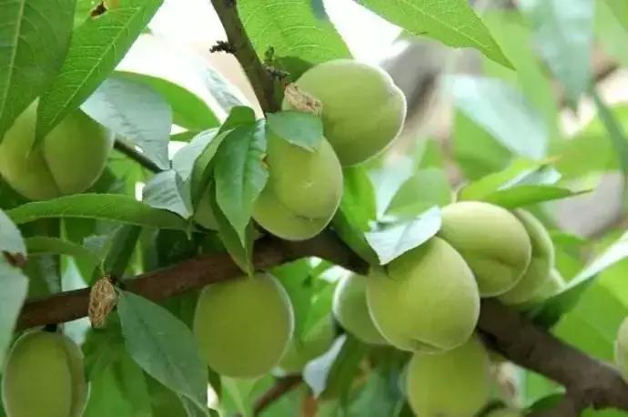 苏州太湖余山岛世外桃源民宿,苏州太湖网红民宿推荐