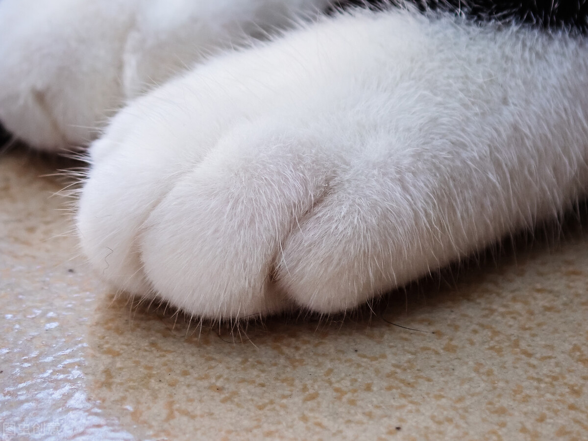 涓崕鐢板洯鐚彜浠ｇ殑闆呯О鏈夊濂藉惉,甯歌鐨勪竷绉嶄腑鍗庣敯鍥尗闆呯О