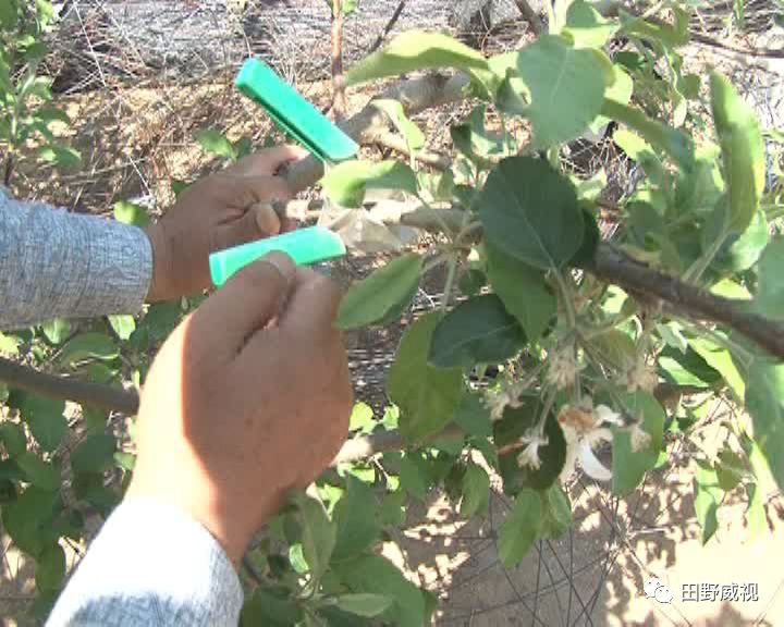 夏季修剪树切口抹什么,夏季修剪全过程视频