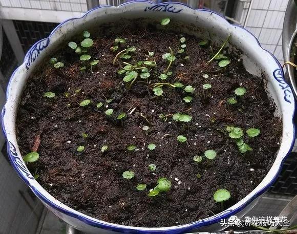 绿萝铜钱草家庭养殖,绿萝发财树黄叶子怎么办呢