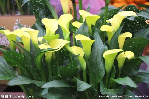 马蹄莲种球春天栽培可以开花吗,如何栽培马蹄莲