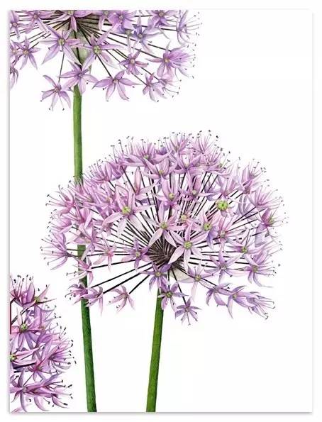 超写实绘画真实吗,超写实的植物绘画