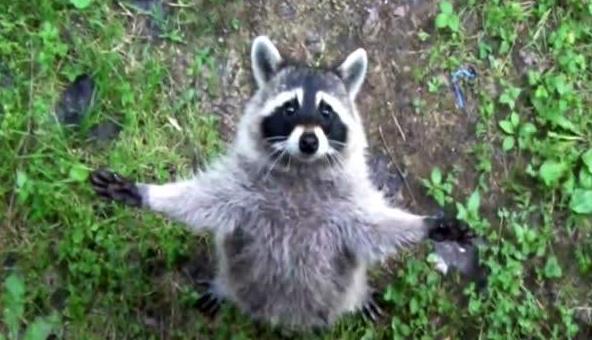 小浣熊爪子有狂犬病毒吗,浣熊呆萌