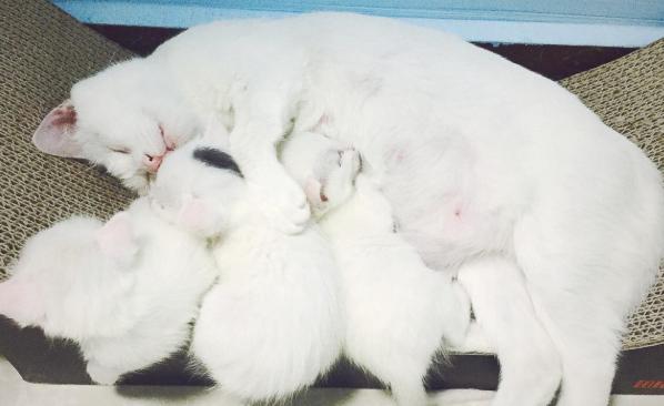 刚出生的小猫咪太虚弱无法吃奶,猫咪生育生病小猫咪还能吃奶吗