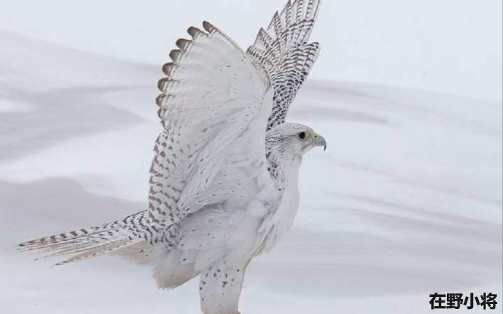 日本战国三杰能力,日本战国三杰用什么兵器