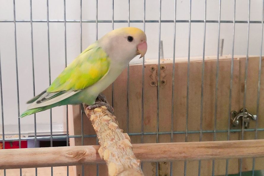 普兰牡丹鹦鹉是头类还是面类,面类牡丹和头面牡丹鹦鹉如何区分