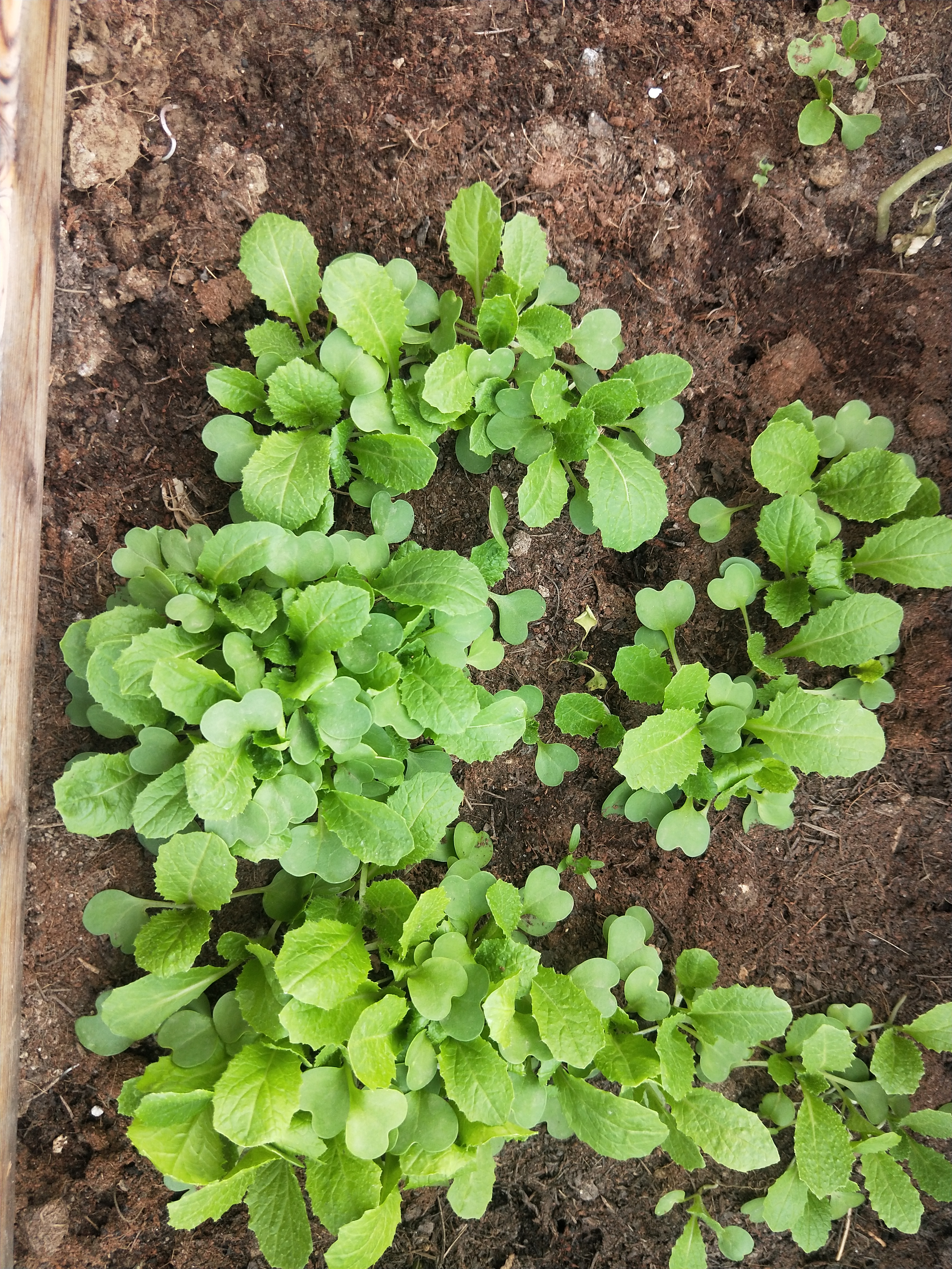 种菜日记大全200字,种菜日记