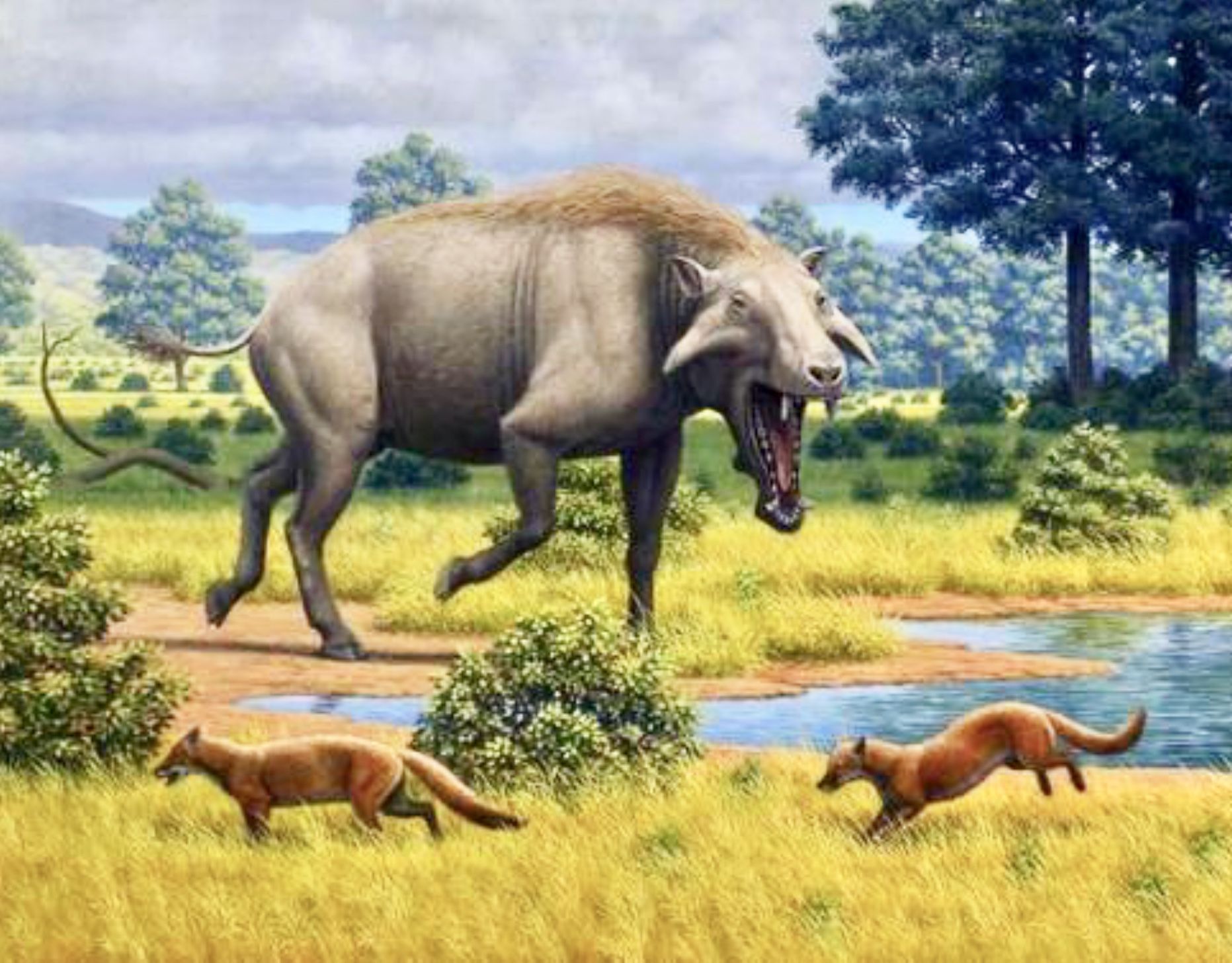 猪不同阶段都需要什么,为什么猪能活到现在