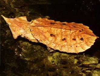 被过分*制抵**的爬宠，能不能存在于阳光之下？