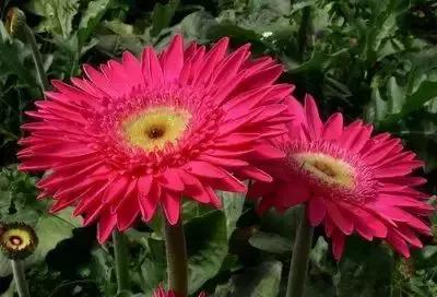 摄影艺术100种花的花语太全了,100种花卉和花语